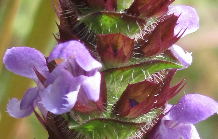 Prunella vulgaris